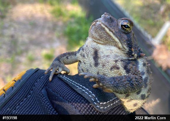 Eastern American Toad
