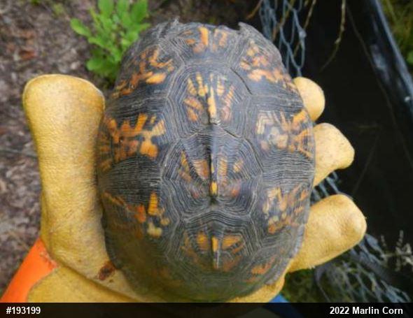 Eastern Box Turtle