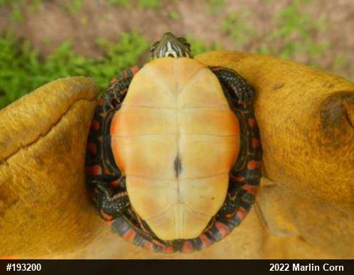 Painted Turtle