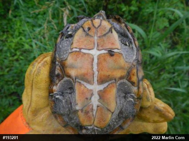 Eastern Musk Turtle