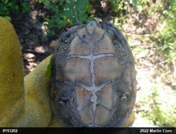 Eastern Musk Turtle