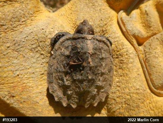 Snapping Turtle