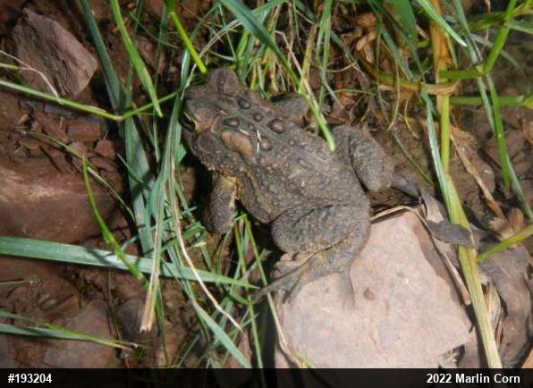 Eastern American Toad