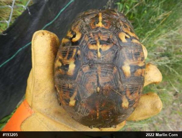 Eastern Box Turtle