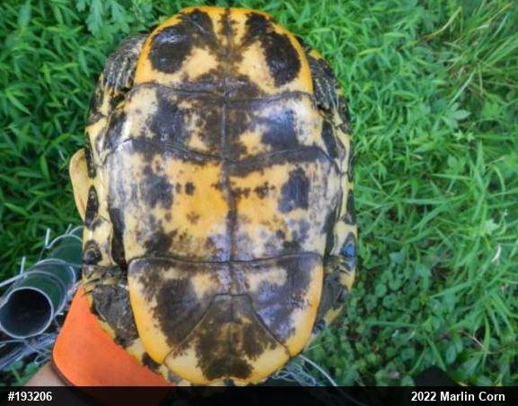 Red-eared Slider