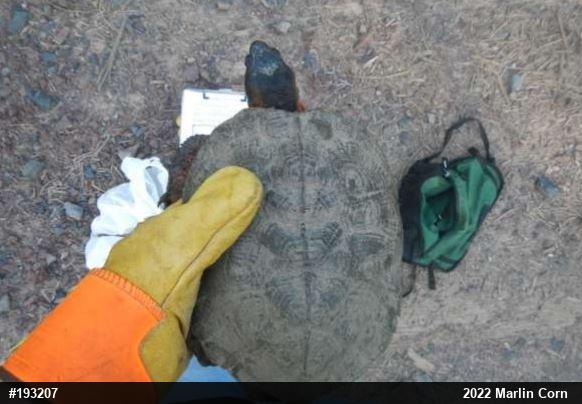 Wood Turtle
