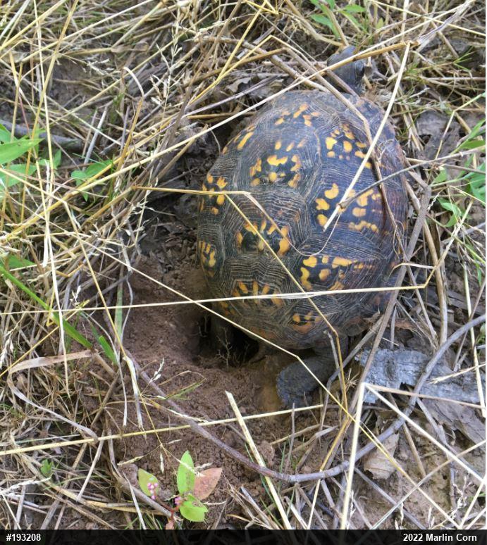Eastern Box Turtle