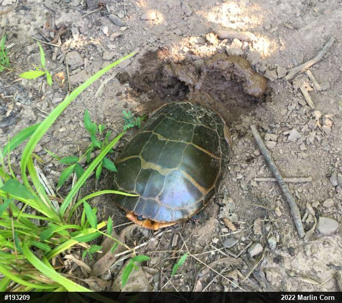 Eastern Painted Turtle