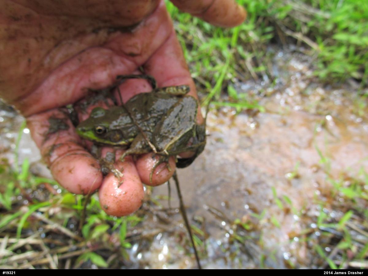 Green Frog