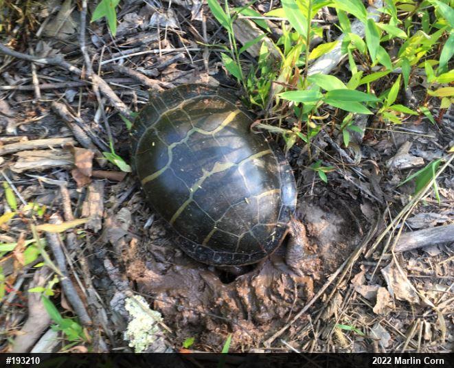 Eastern Painted Turtle