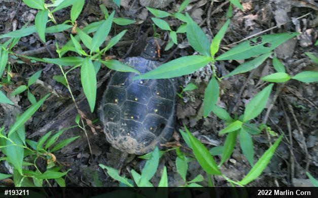 Spotted Turtle