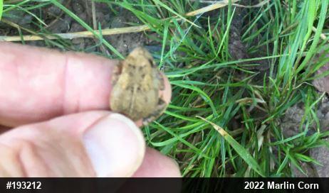 Eastern American Toad