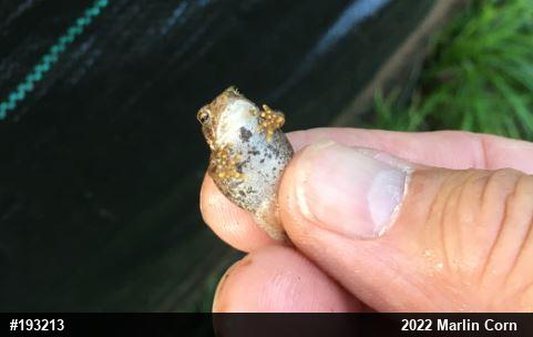 Eastern American Toad