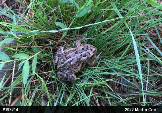 Eastern American Toad