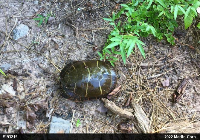 Eastern Painted Turtle