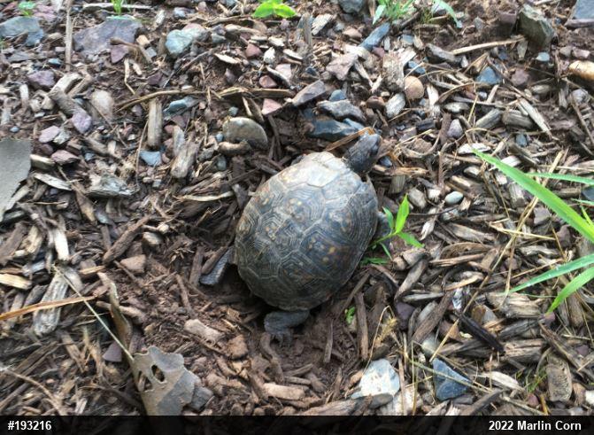 Eastern Box Turtle