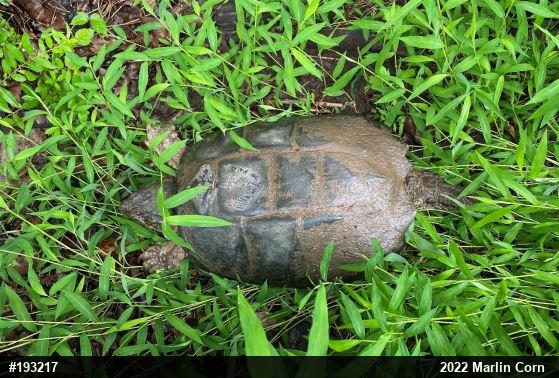 Snapping Turtle