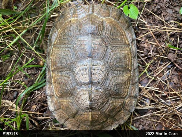 Wood Turtle