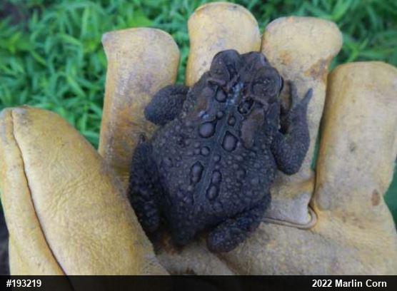 Eastern American Toad