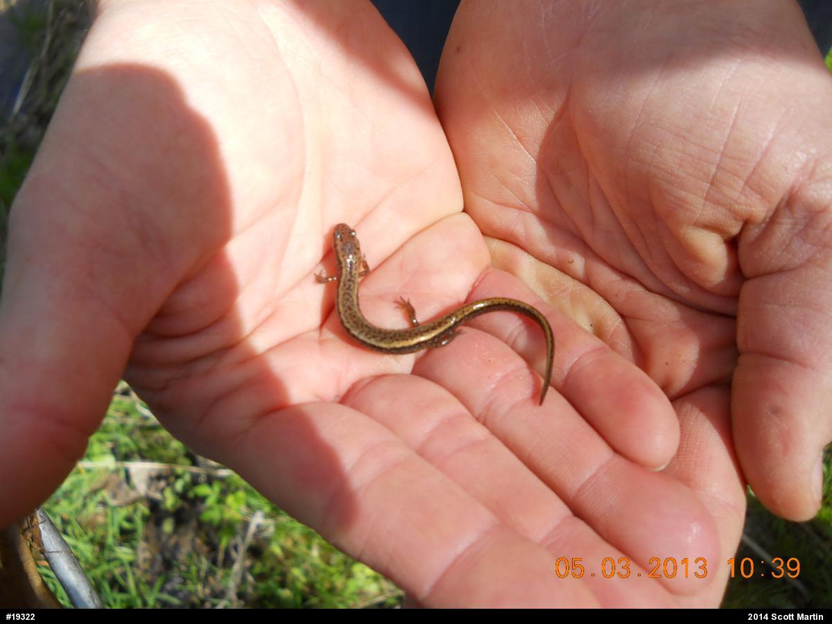 Northern Two-lined Salamander