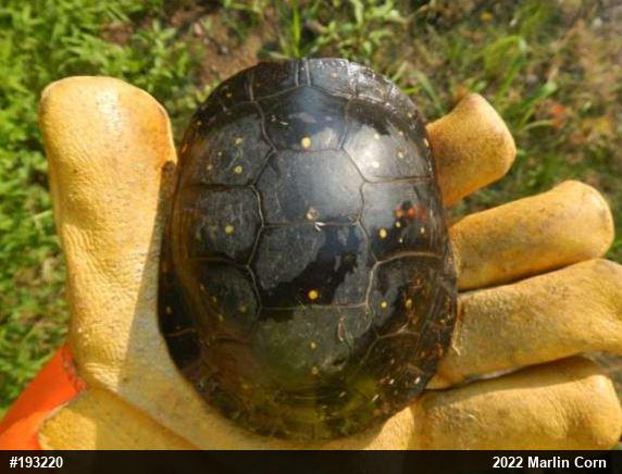 Spotted Turtle