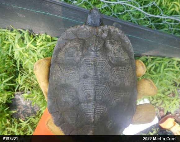 Wood Turtle