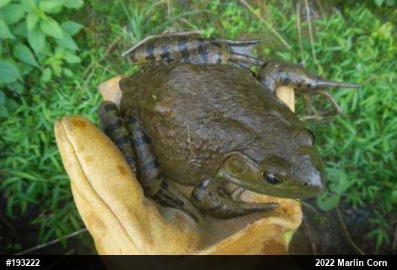 American Bullfrog