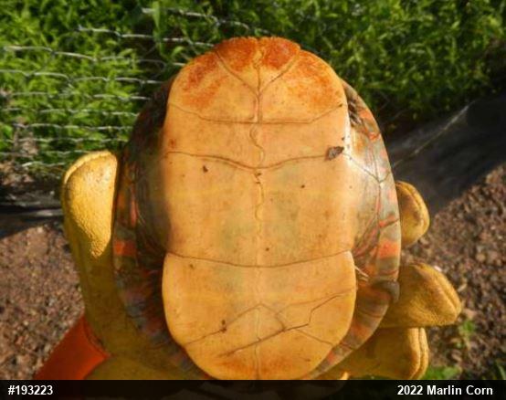 Painted Turtle