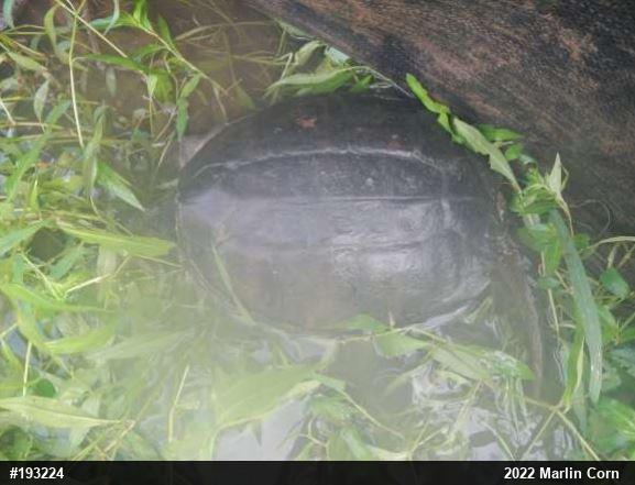 Snapping Turtle