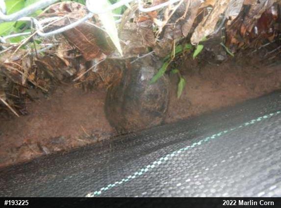 Snapping Turtle