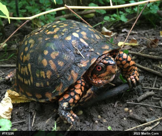 Eastern Box Turtle