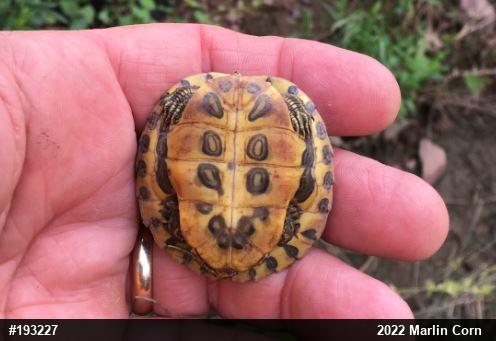 Red-eared Slider