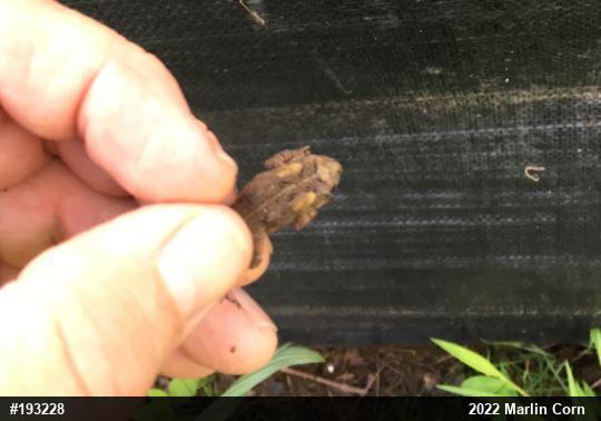 Eastern American Toad