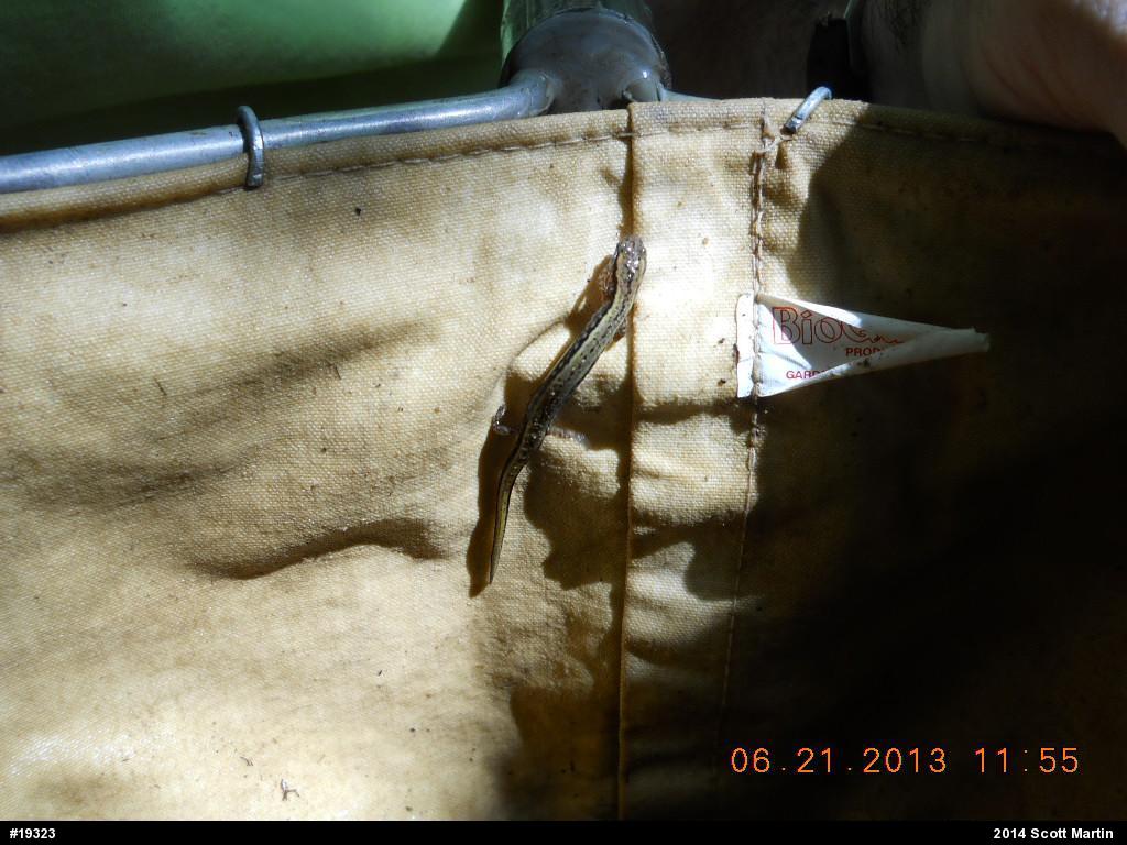 Northern Two-lined Salamander