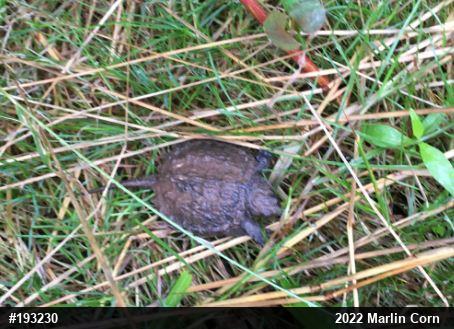Snapping Turtle