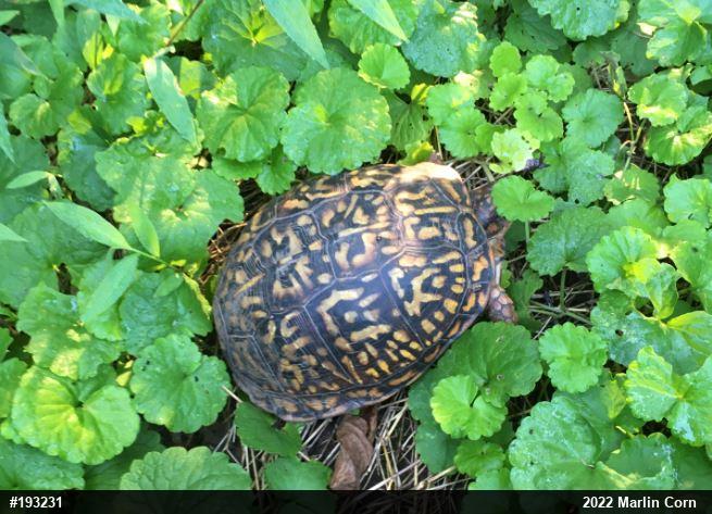 Eastern Box Turtle