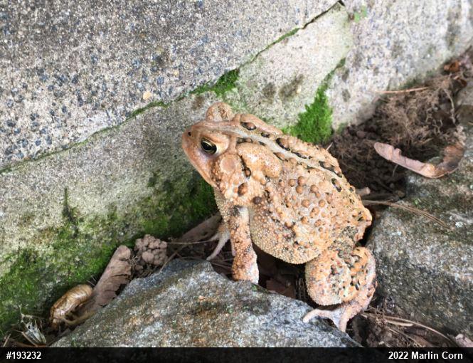Eastern American Toad