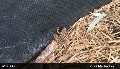 Pickerel Frog
