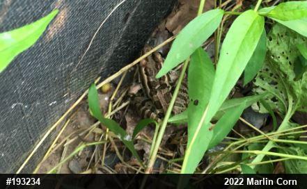 Pickerel Frog