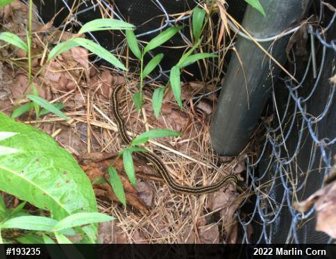 Eastern Gartersnake
