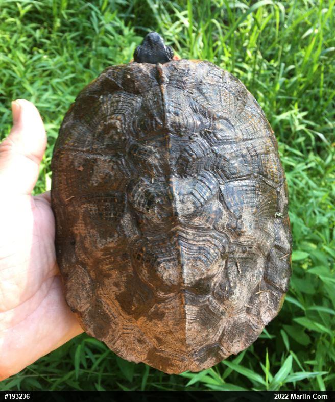 Wood Turtle