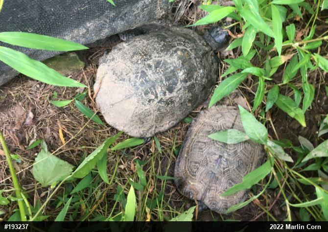 Wood Turtle
