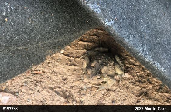 Eastern American Toad