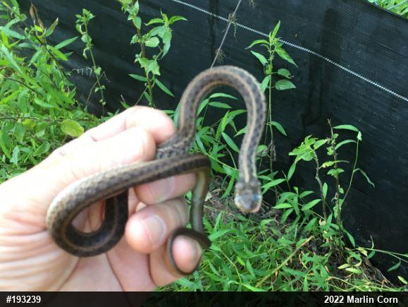 Eastern Gartersnake