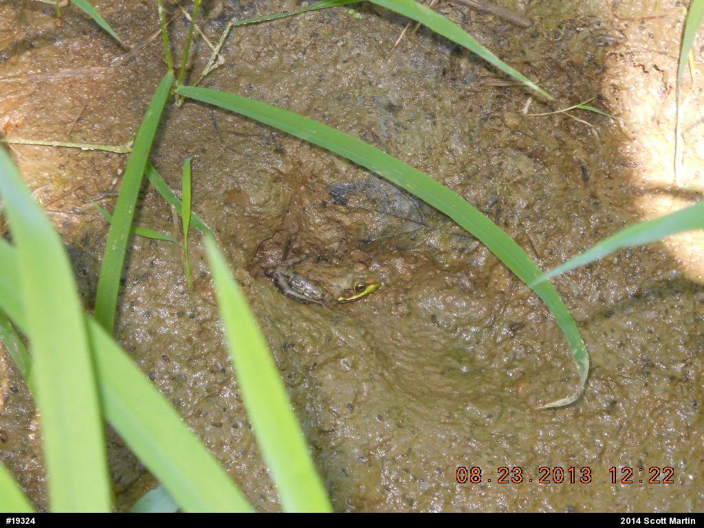 Green Frog
