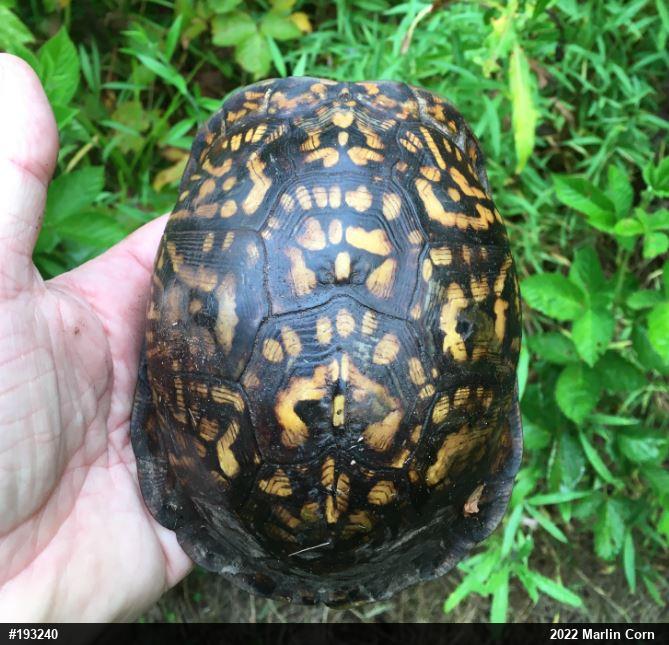 Eastern Box Turtle