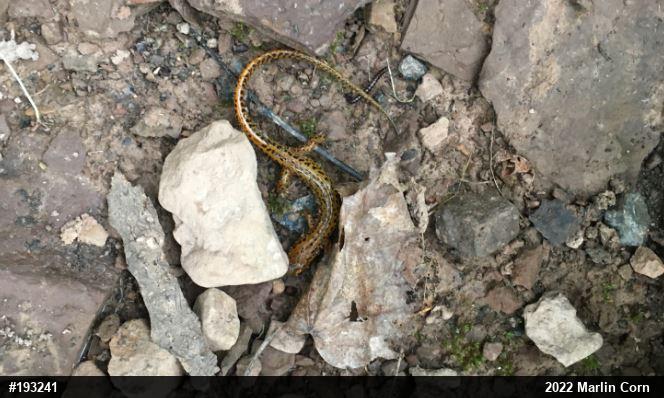 Eastern Long-tailed Salamander