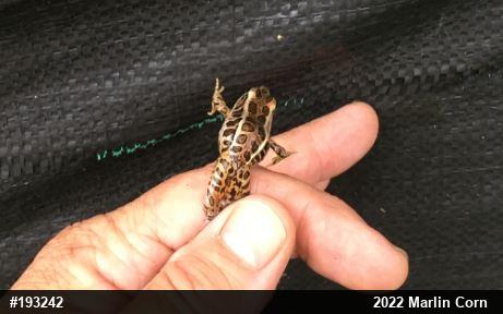 Pickerel Frog