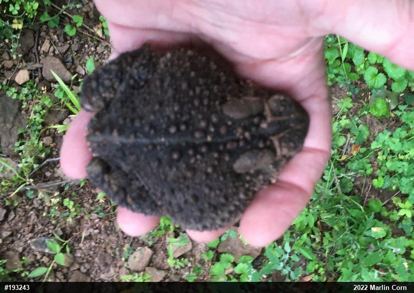 Eastern American Toad