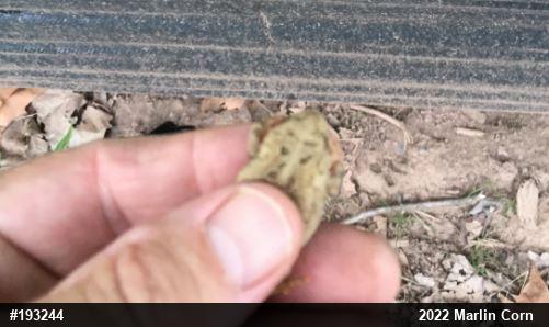 Eastern American Toad